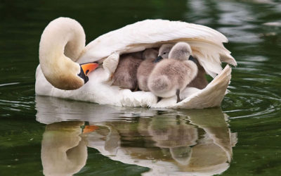 Where is Your Dwelling Place?